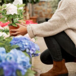 Hortensia: Plant Care Guide Growing Stunning Hydrangea at Home